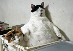 Fat boss cat