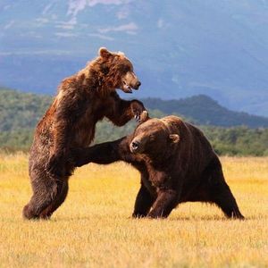 Fighting bears
