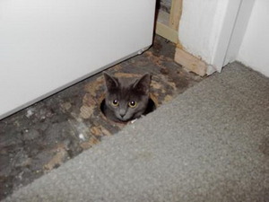 Floor cat is watching you