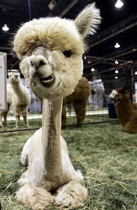 Funny alpaca - Funny pictures of animals