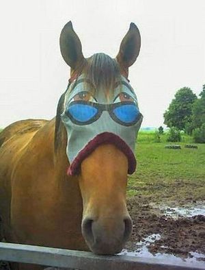 Funny horse blinder