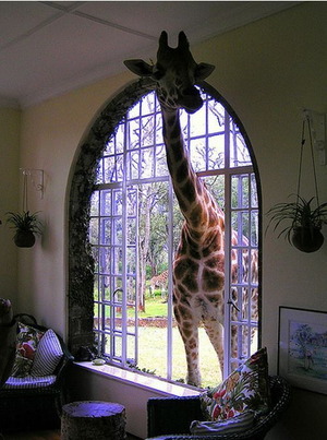 Giraffe in the living room