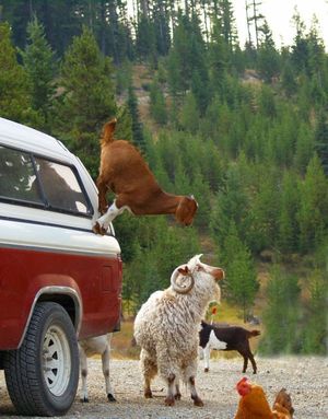 Goat on a truck