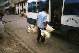 Goat transportation