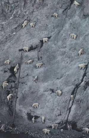 Goats on a cliff