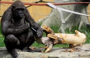 Gorilla with knife