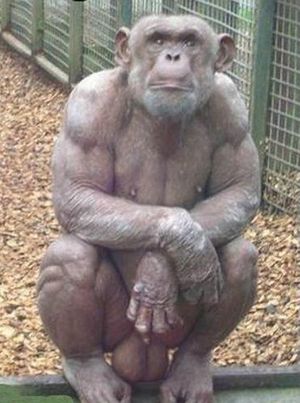 Hairless bodybuilder chimp