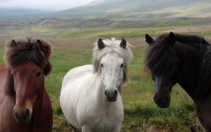 Horses with awesome hair