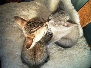Kissing kittens