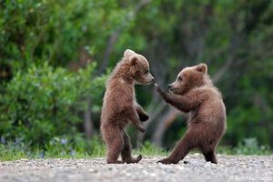 Kung fu bears
