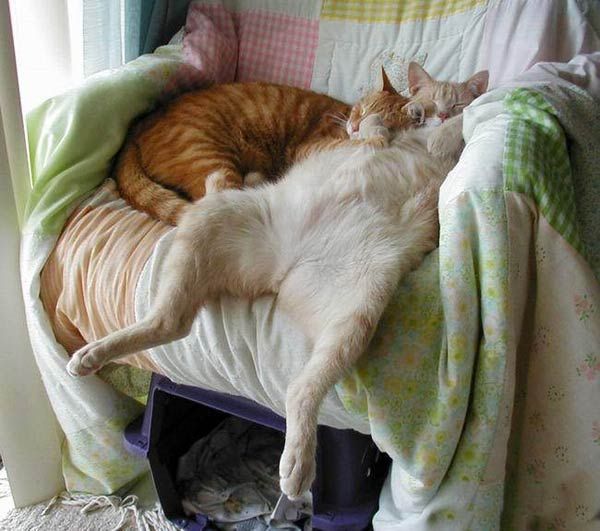 Lazy cat - Funny pictures of animals