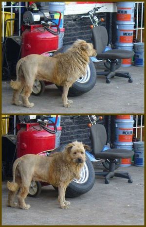 Lion dog
