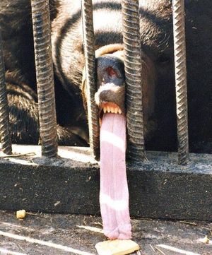 Long tongue bear