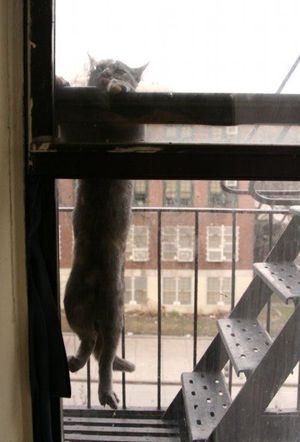 Window longcat