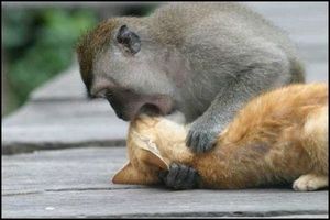 Monkey vs cat