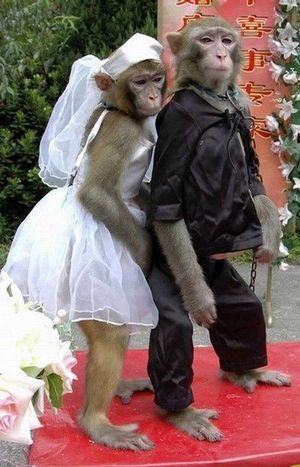 Monkey wedding