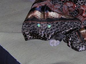 Ninja scarf cat