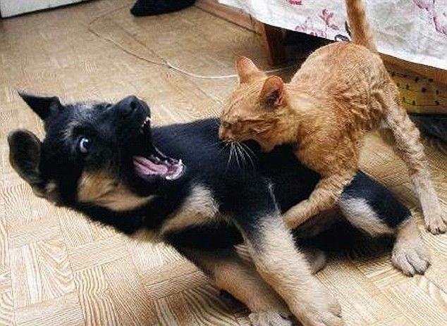 Oh my god! Leave me alone - Funny pictures of animals