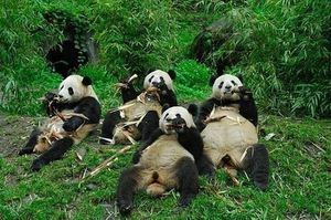 Panda lunch