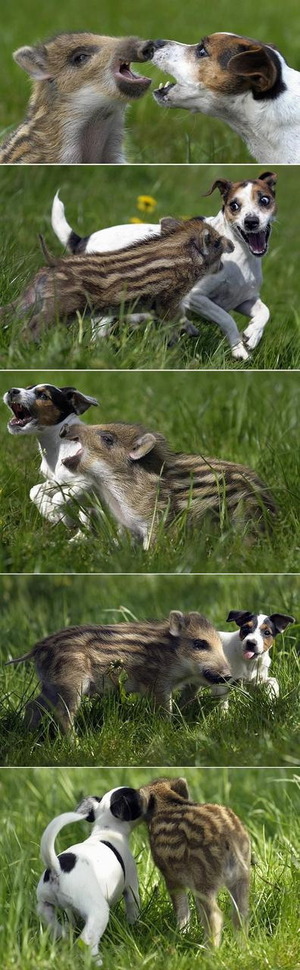 Puppy vs baby boar