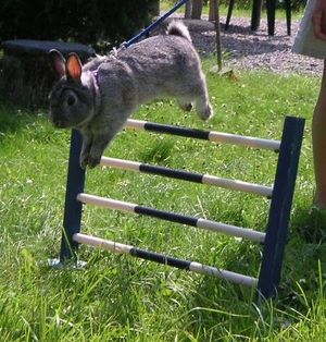 Rabbit show jumping