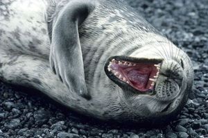 ROFL seal