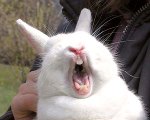 Screaming rabbit