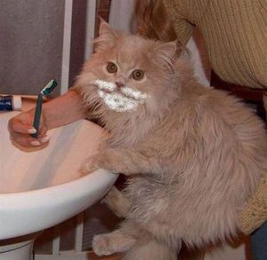 Shaving the cat