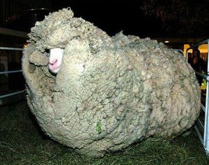 Sheep afro