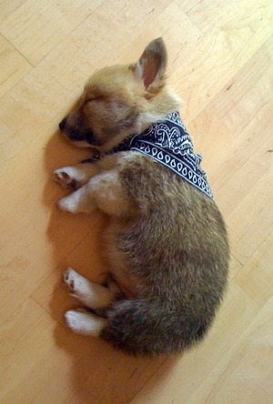 Slepping puppy