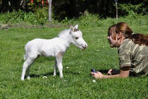 Small horse