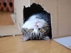 Upside down box cat