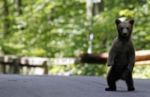 Walking bear cub