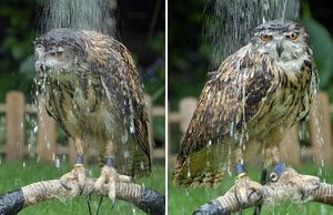 Owl shower