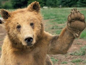 Bear high five