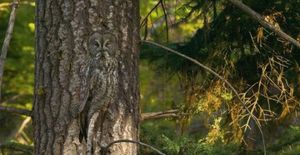 Camouflage owl