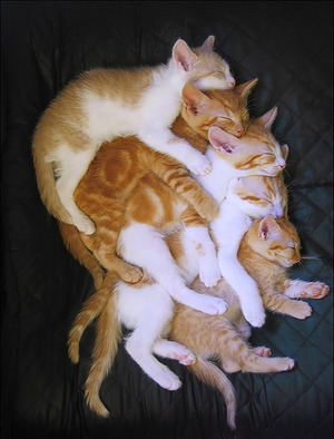 Cats spooning