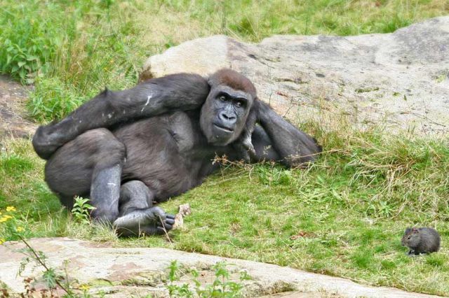 Chilling gorilla lloking at mouse - Funny pictures of animals