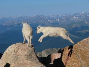 Extreme goats