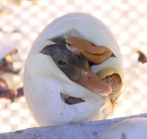 Hatching duck
