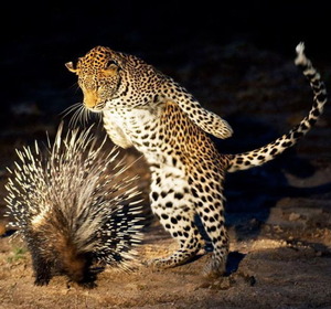 Leopard vs. porcupine