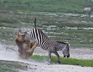 Lion vs. zebra