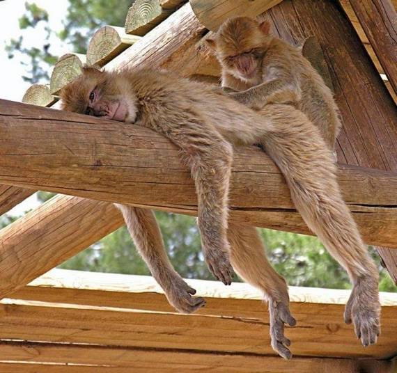 Massage monkeys - Funny pictures of animals