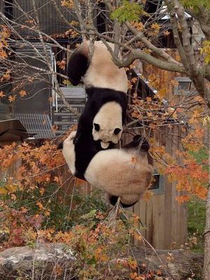 Pandas on a tree