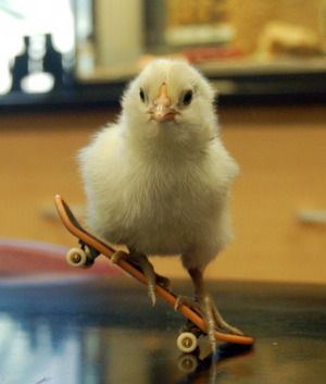 Skateboarding chick