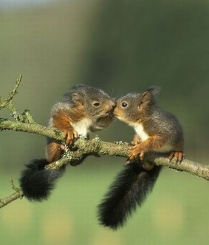 Squirrel kiss