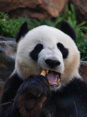 Toothpic panda
