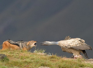 Vulture vs. jackal