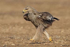 Walking eagle