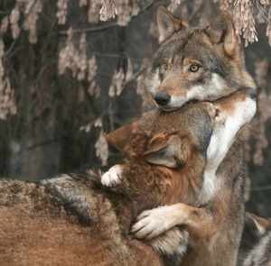 Wolf hug